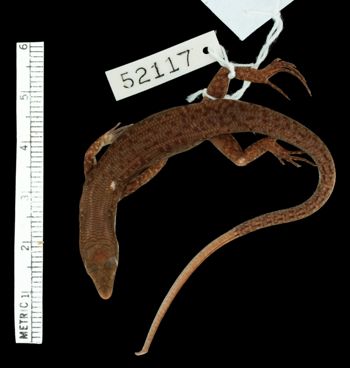 Media type: image;   Herpetology R-52117 Aspect: dorsal